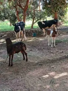 countryside egypt