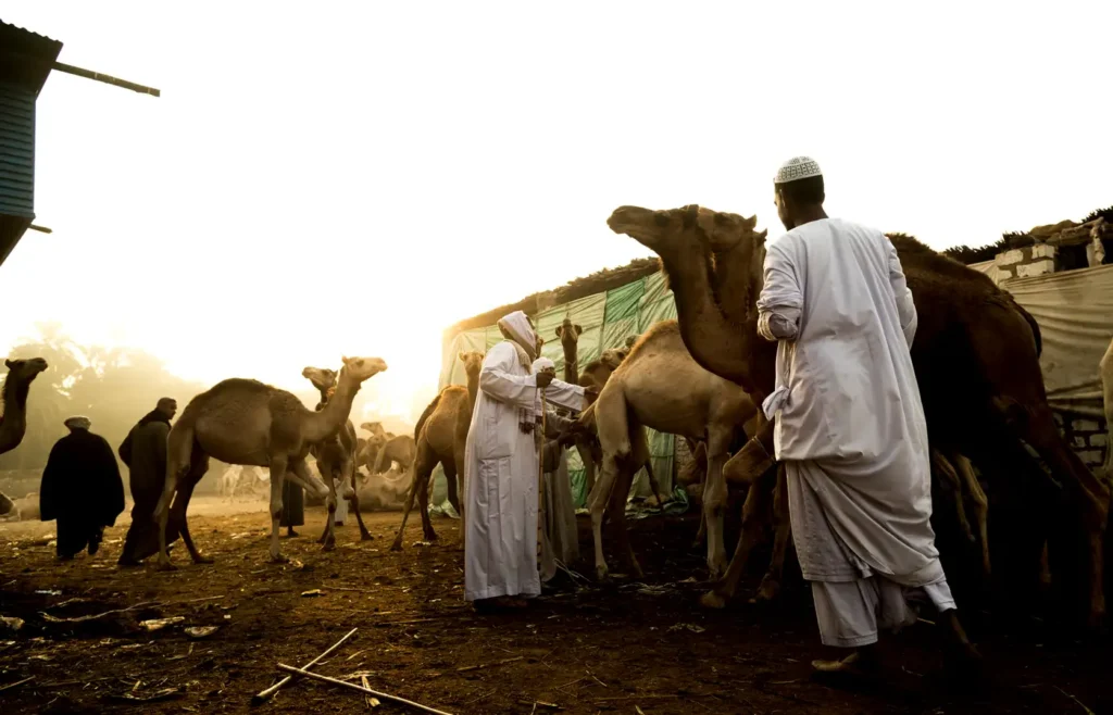 daraw-camel-market-egypt