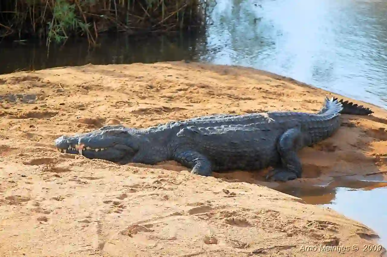 Lake-Nasser-crocodiles-in-their-natural-habitat-Egypt.