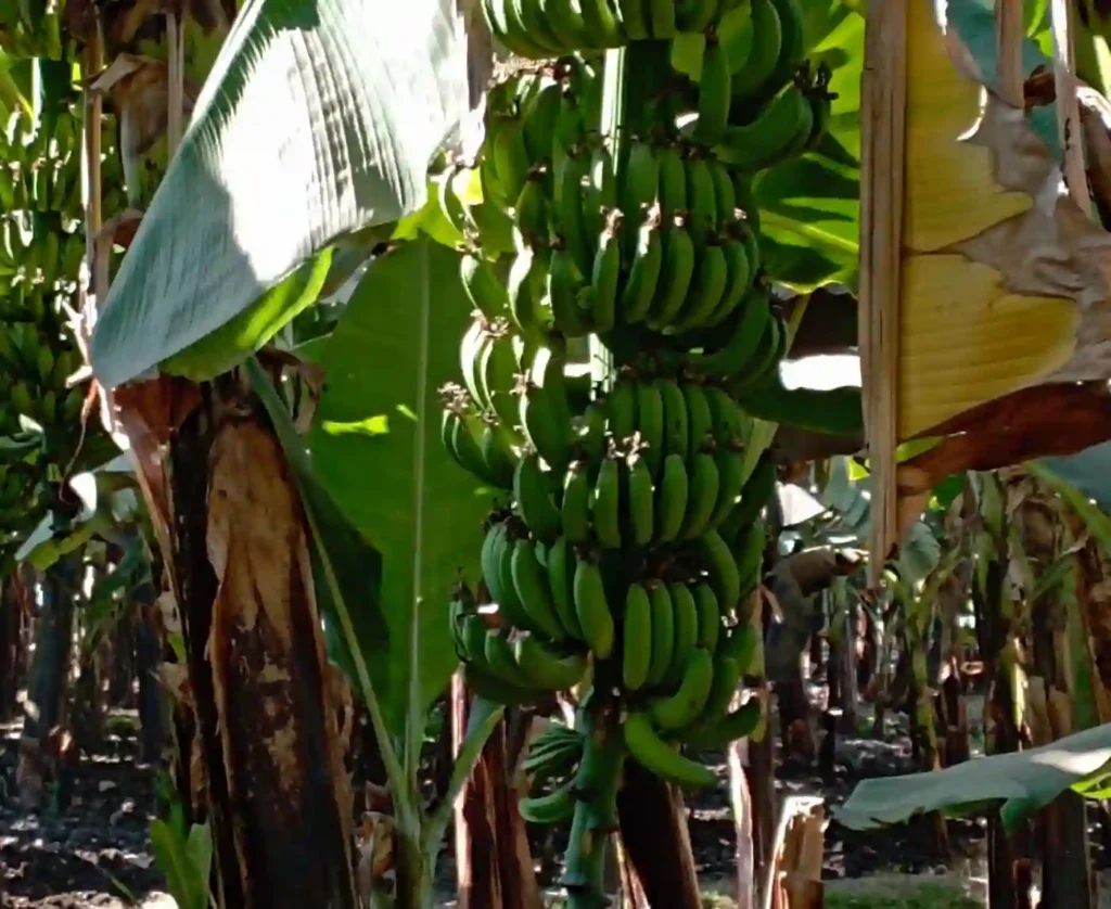 Banana_Island_Luxor